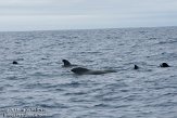 ASM06111255 Indische griend / Globicephala macrorhynchus