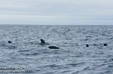 ASM06111256 Indische griend / Globicephala macrorhynchus