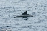 ASM06111277 Indische griend / Globicephala macrorhynchus