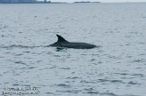 ASM06111314 tuimelaar / Tursiops truncatus