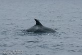 ASM06111323 tuimelaar / Tursiops truncatus