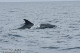 ASM06111325 tuimelaar / Tursiops truncatus