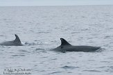 ASM06111327 tuimelaar / Tursiops truncatus