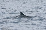 ASM06111328 tuimelaar / Tursiops truncatus