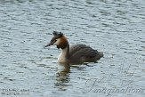 Delft02140048 fuut / Podiceps cristatus