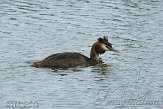 Delft02140049 fuut / Podiceps cristatus