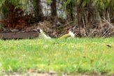 NLDelft18014 groene specht / Picus viridis