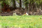 NLDelft18015 groene specht / Picus viridis