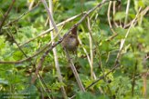 NLDelft18078 winterkoning / Troglodytes troglodytes