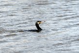 NLD04210143 aalscholver / Phalacrocorax carbo