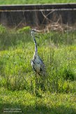 NLD04210201 blauwe reiger / Ardea cinerea