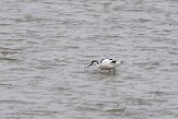 NLF03210159 kluut / Recurvirostra avosetta