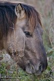 OVP01100056 konik / Equus caballus