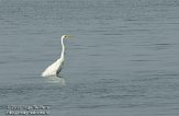 OVP01110017 grote zilverreiger / Ardea alba