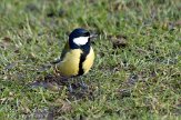 OVP01110047 koolmees / Parus major