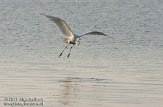 OVP01110050 grote zilverreiger / Ardea alba