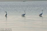 OVP01110059 grote zilverreiger / Ardea alba