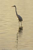 OVP012054 grote zilverreiger / Ardea alba