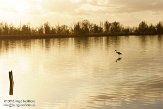 OVP012057 grote zilverreiger / Ardea alba