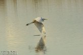 OVP012069 grote zilverreiger / Ardea alba