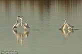 OVP012075 grote zilverreiger / Ardea alba