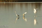 OVP012078 grote zilverreiger / Ardea alba