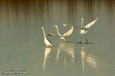 OVP012080 grote zilverreiger / Ardea alba