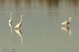 OVP012093 grote zilverreiger / Ardea alba