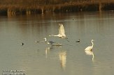 OVP012096 grote zilverreiger / Ardea alba