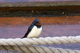 OVP01140013 boerenzwaluw / Hirundo rustica