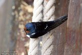 OVP01140014 boerenzwaluw / Hirundo rustica