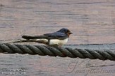 OVP01140016 boerenzwaluw / Hirundo rustica