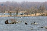 NOVP17037 aalscholver / Phalacrocorax carbo