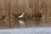 NOVP17063 grote zilverreiger / Ardea alba