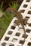 USFL2012253 bruine anolis / Anolis sagrei