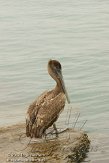 USFL2012272 bruine pelikaan / Pelecanus occidentalis