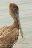 USFL2012274 bruine pelikaan / Pelecanus occidentalis