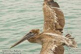 USFL2012321 bruine pelikaan / Pelecanus occidentalis