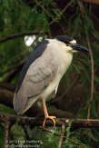 FLJZ1124563 kwak / Nycticorax nycticorax