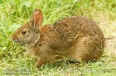 USFL2012604 moeraskonijn / Sylvilagus palustris