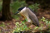 USFL2012606 kwak / Nycticorax nycticorax