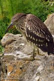 USFL2012616 kwak / Nycticorax nycticorax