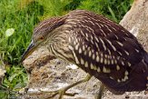 USFL2012617 kwak / Nycticorax nycticorax