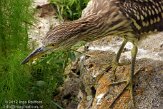 USFL2012620 kwak / Nycticorax nycticorax