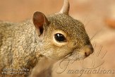 USFL2012533 grijze eekhoorn / Sciurus carolinensis