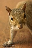 USFL2012537 grijze eekhoorn / Sciurus carolinensis