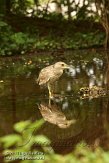 USFL2012540 kwak / Nycticorax nycticorax