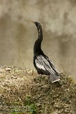 USFL2012545 Amerikaanse slangenhalsvogel / Anhinga anhinga