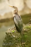 USFL2012554 Amerikaanse slangenhalsvogel / Anhinga anhinga