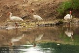 USFL2012249 witte ibis / Eudocimus albus